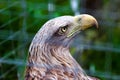 Big wild hawk-falcon in cage
