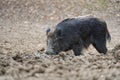 Big wild hog in the forest rooting Royalty Free Stock Photo