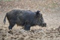 Big wild hog in the forest rooting Royalty Free Stock Photo