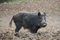 Big wild hog in the forest rooting Royalty Free Stock Photo