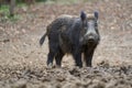 Big wild hog in the forest rooting Royalty Free Stock Photo