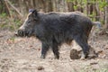 Big wild hog in the forest rooting Royalty Free Stock Photo