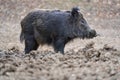 Big wild hog in the forest rooting Royalty Free Stock Photo