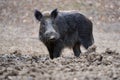 Big wild hog in the forest rooting Royalty Free Stock Photo