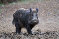 Big wild hog in the forest rooting Royalty Free Stock Photo
