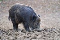 Big wild hog in the forest rooting Royalty Free Stock Photo
