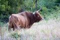 Big wild longhorn bull with green background Royalty Free Stock Photo