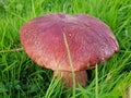 Wild red mushroom Royalty Free Stock Photo