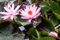 Big wild pink water lily or lotus flower, Nelumbo nucifera in the water. Indonesia. Royalty Free Stock Photo