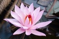 Big wild pink water lily or lotus flower. Nymphaea in the pond Royalty Free Stock Photo