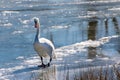 Swan walking on frozen lake