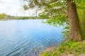 Big willow tree on river bank Royalty Free Stock Photo