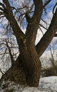 Big willow in the winter Royalty Free Stock Photo