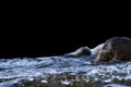 Big windy waves splashing over rocks. Wave splash in the lake isolated on black background. Waves breaking on a stony beach Royalty Free Stock Photo