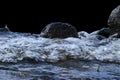 Big windy waves splashing over rocks. Wave splash in the lake isolated on black background. Waves breaking on a stony beach Royalty Free Stock Photo