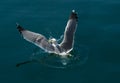 Big Wings Royalty Free Stock Photo