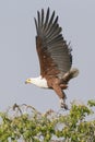 Big wingspan of African fish eagle Royalty Free Stock Photo