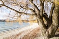 Big winter tree near a beautiful beach at South Island, New Zealand. Royalty Free Stock Photo