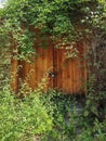 Big wooden door behind green plants