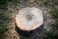 Big wooden stub on meadow in forest Royalty Free Stock Photo