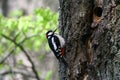 Big woodpecker - beautiful coloration