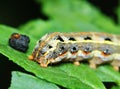 Big worm on green leaf in fresh garden for background Royalty Free Stock Photo