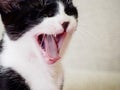 Big yawn cat Royalty Free Stock Photo