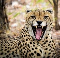 Cheetah Yawn Royalty Free Stock Photo