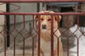 The big yellow dog looking outside waiting for the owner in fence front yard at home and guarding house Royalty Free Stock Photo