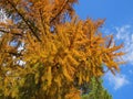 Big yellow autumn larch against a clear blue sky on a Sunny day Royalty Free Stock Photo