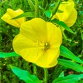 Big yellow beautiful evening primrose flower macro close up botanical shot Royalty Free Stock Photo