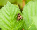 Big yellow and black Belted Hover fly on green leaf Volucella z Royalty Free Stock Photo