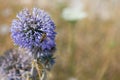 Big yellow and black striped bee is flying around a big bright purple spheric flower