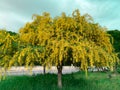 Big yellow blooming mimosa tree spring flowers acacia dealbata