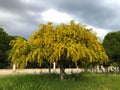 Big yellow blooming mimosa tree spring flowers acacia dealbata