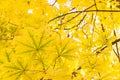 Big yellow chestnut leaves