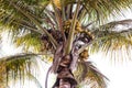 Big yellow coconuts on the palm tree. Royalty Free Stock Photo
