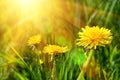 Big yellow dandelions in the grass