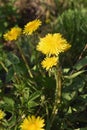 Big Yellow Dandelions In The Tall Grass. Easter spring flower background; fresh flower and yellow butterfly on green grass Royalty Free Stock Photo