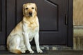 Big yellow dog sitting near house door Royalty Free Stock Photo