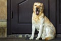 Big yellow dog sitting near house door Royalty Free Stock Photo