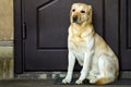 Big yellow dog sitting near house door Royalty Free Stock Photo