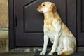 Big yellow dog sitting near house door Royalty Free Stock Photo