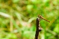 Big yellow dragonfly on a dry twig Royalty Free Stock Photo