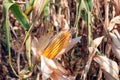 big yellow ear of corn in the cultivated field Royalty Free Stock Photo