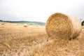 Big yellow field after harvesting. Mowed wheat fields under beautiful blue sky and clouds at summer sunny day. Converging lines on Royalty Free Stock Photo