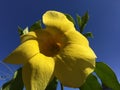 BIG Yellow flower and blue sky