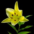 Big yellow flower of brindle lily, isolated on black background Royalty Free Stock Photo