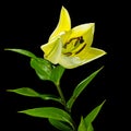 Big yellow flower of brindle lily, isolated on black background Royalty Free Stock Photo