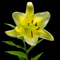 Big yellow flower of brindle lily, isolated on black background Royalty Free Stock Photo